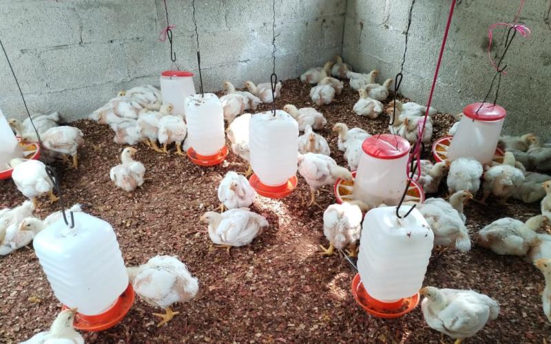 Brindan asistencia a mini granjas de pollos de engorde