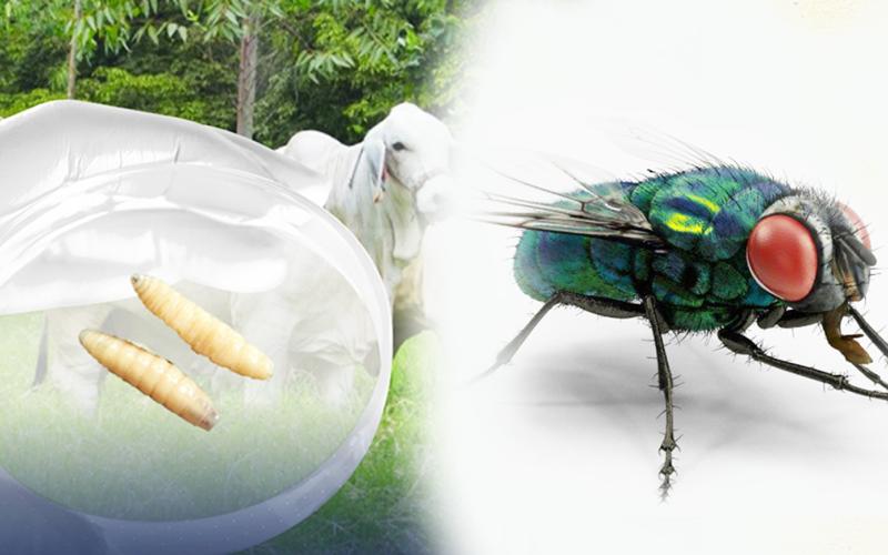 Conozca más sobre la mosca del Gusano Barrenador del Ganado 