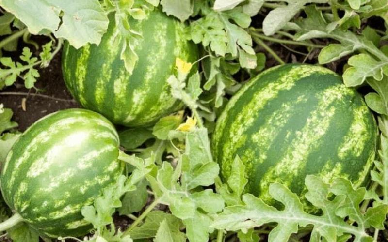Cultivos de sandía en el país
