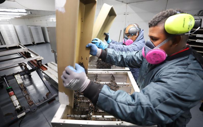 Dispersan alrededor de 8 millones de moscas estériles del Gusano Barrenador del Ganado