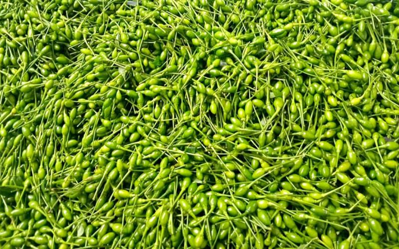 El chiltepe, un sabor tradicional de los guatemaltecos