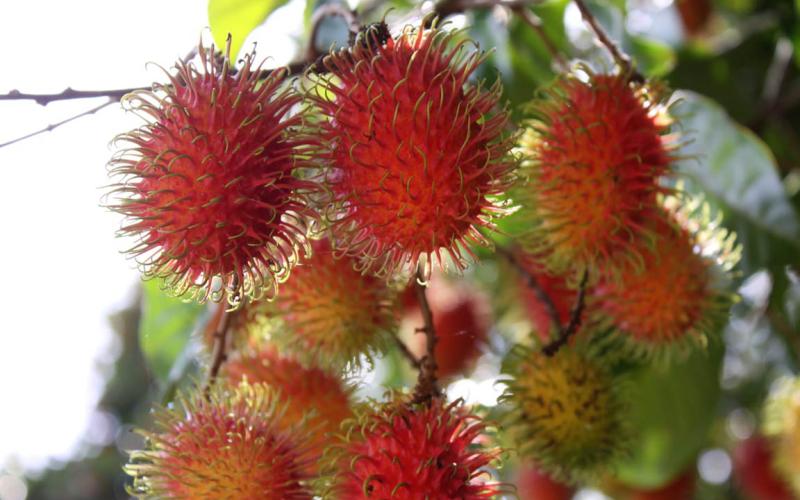 La Licha o Rambután, otro fruto de grandes beneficios para la salud
