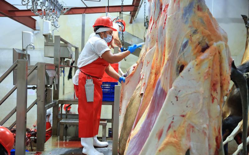 Gusano barrenador: Medidas sanitarias garantizan seguridad en productos de carne