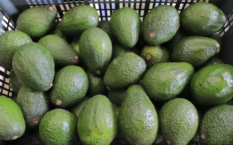 Se impulsa admisibilidad del aguacate Hass para exportación a otros países