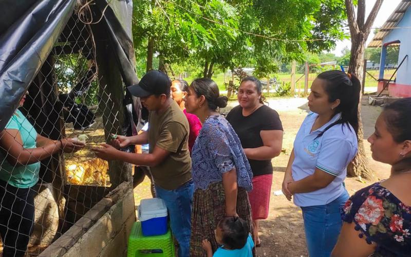 Vacunan a 200 aves en granjas de Poptún, Petén