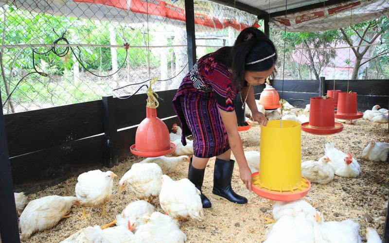 Conozca un poco acerca de la crianza de pollos de engorde 