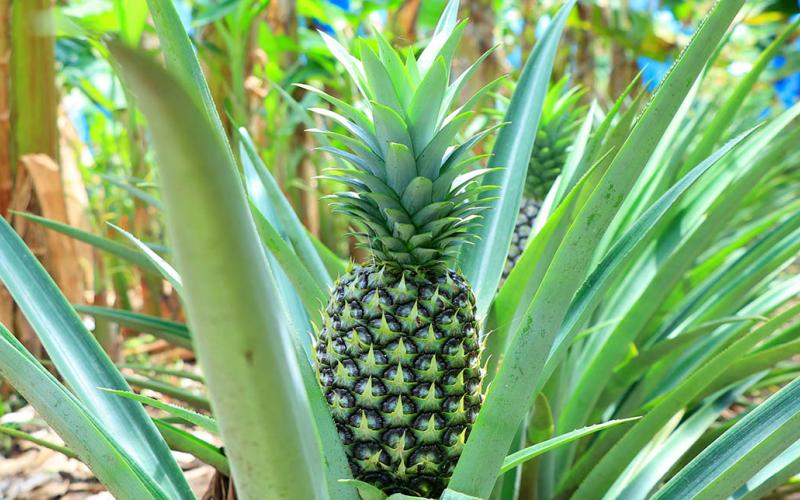 Consumir piña beneficia la salud de la piel