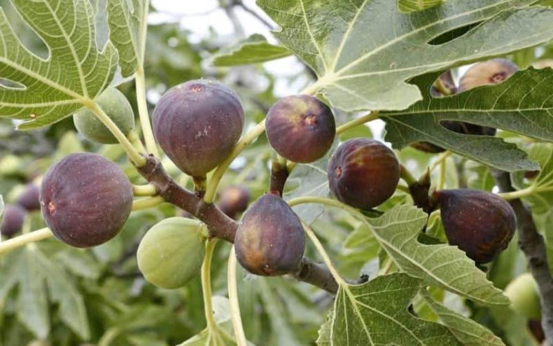 El higo una fruta que beneficia el sistema digestivo