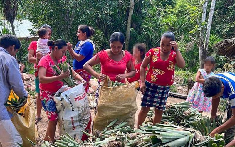 Entregan hijuelos de piña en Melchor de Mencos