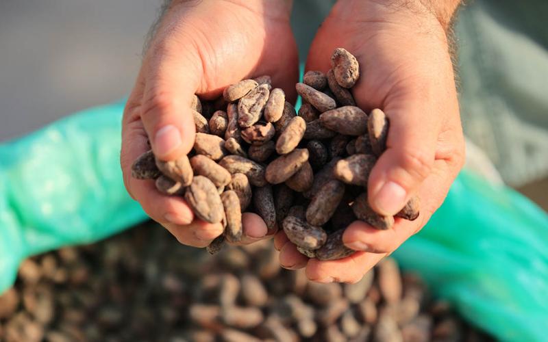 Estos son los beneficios del cacao 