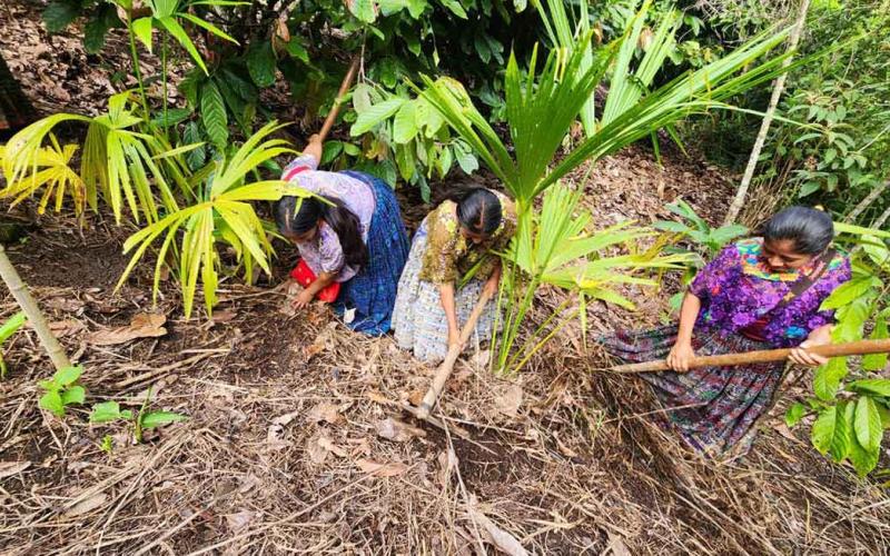 Familias de Cahabón y Huehuetenango reciben alimentos por acciones