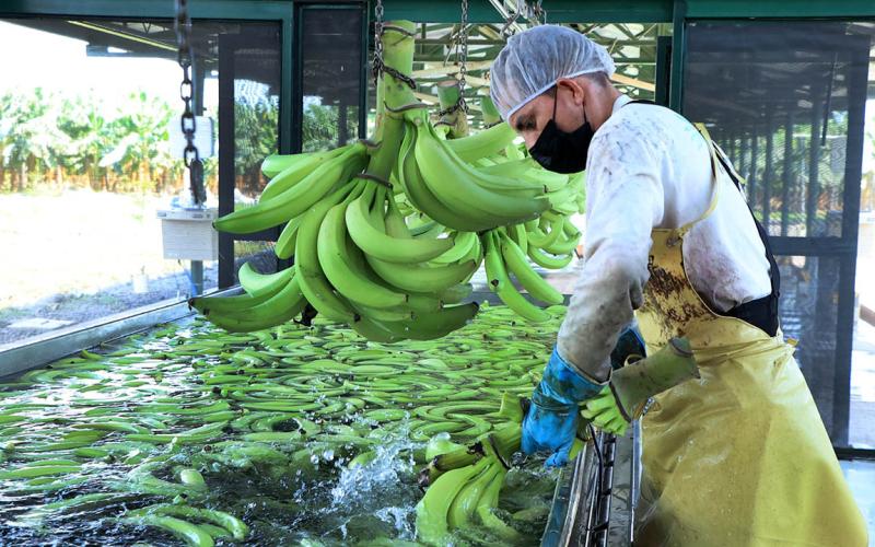 Una fruta rica en potasio 