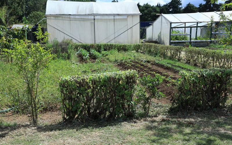 Conozca qué son las barreras vivas