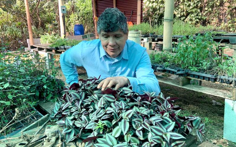 El cultivo de plantas medicinales fortalece la agricultura familiar y la salud comunitaria