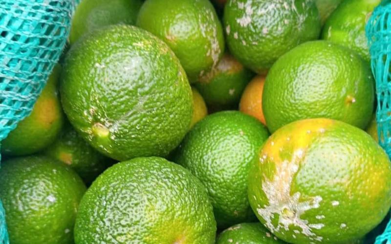 El cultivo del limón-mandarina crece en el país