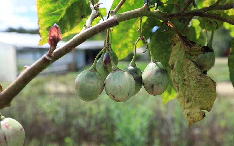 El otro tomate que se cultiva en Guatemala