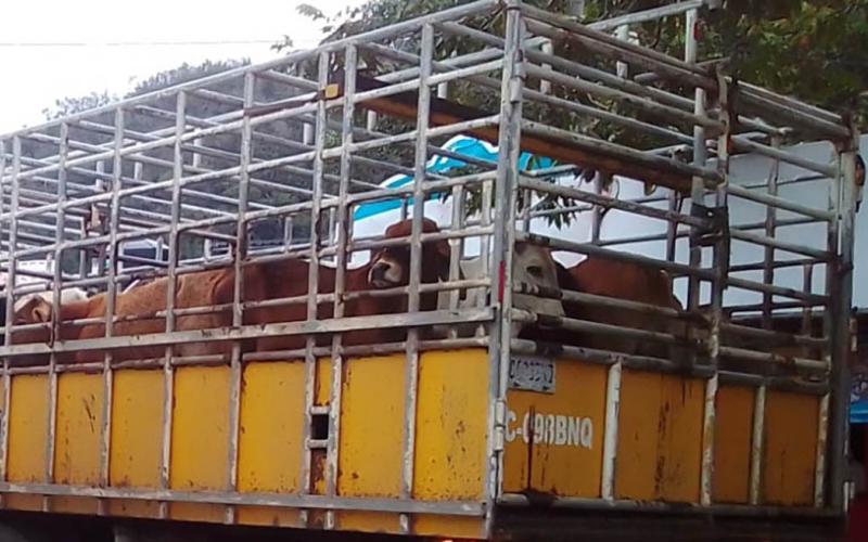 Guatemala el cuarto país de Centro América con menos casos de Gusano Barrenador del Ganado