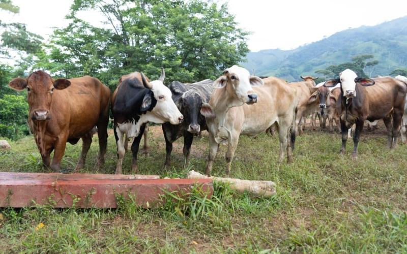 Inspeccionados más de 22 mil animales en puestos de control por el gusano barrenador