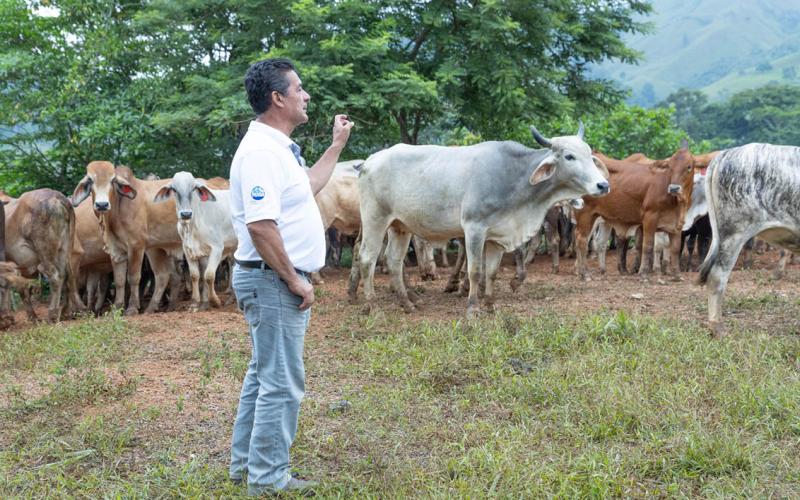Más de 17 mil animales inspeccionados en puestos de control por el Gusano Barrenador del Ganado