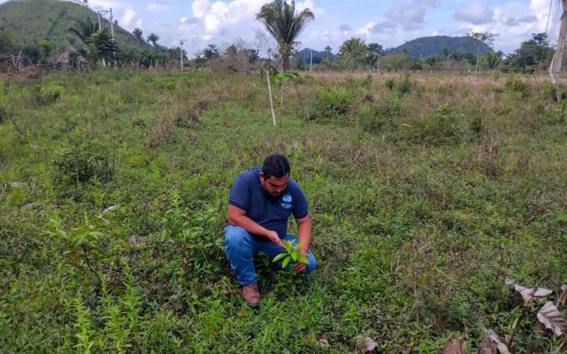 Seguimiento a sistemas silvopastoriles en Petén