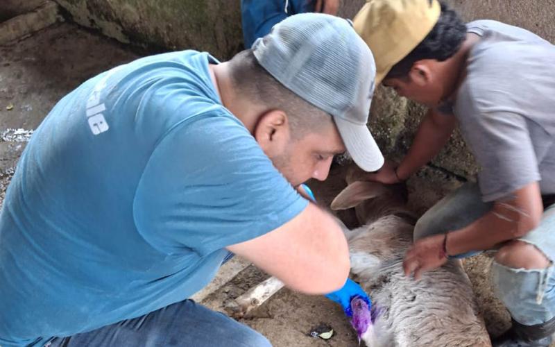 Se logra recuperar al 72% de animales afectados por el Gusano Barrenador del Ganado