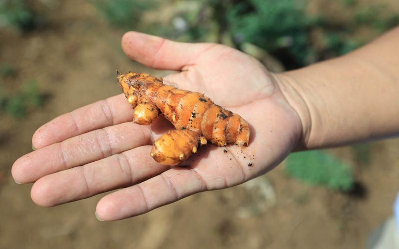 Se populariza el cultivo de cúrcuma