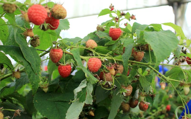 Conozca acerca de los frutos rojos