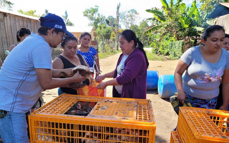 Impulsan la producción avícola en el Petén con la entrega de 1550 aves mejoradas
