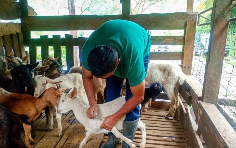 Jornada de vacunación para cabras y ovejas en el caserío Santo Domingo, Poptún