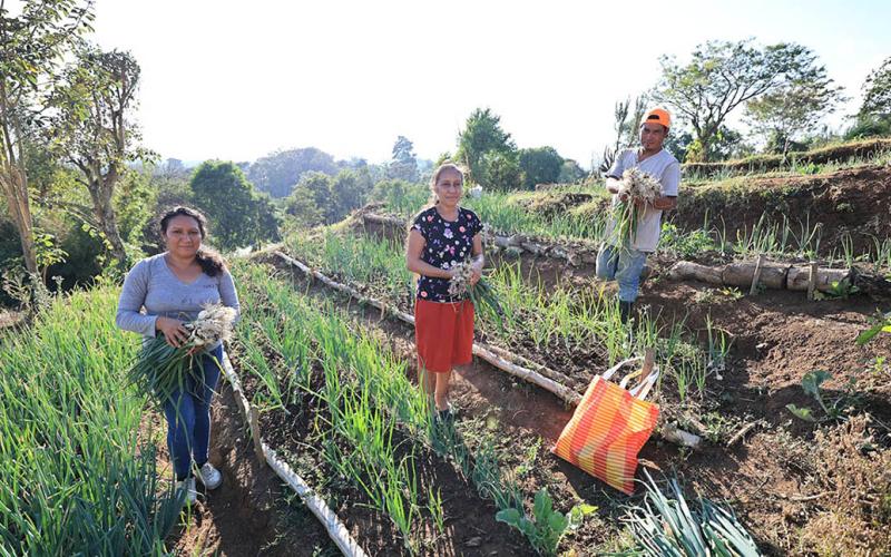 Los huertos comunitarios: una oportunidad para cultivar y mejorar la vida de las familias