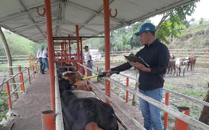 Petén: asistencia técnica garantiza sanidad ganadera para exportación