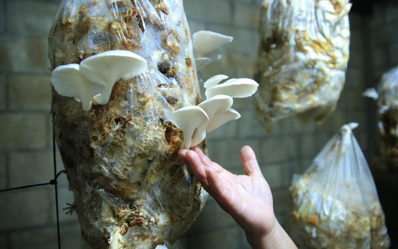 CADER de Purulhá celebra quinta cosecha de hongo ostra