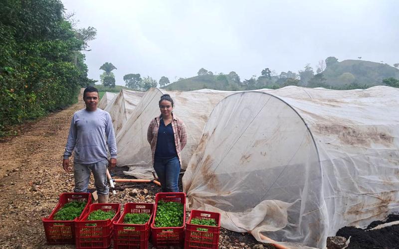 Cosechan más de cinco mil pilones para apoyar a productores de Petén