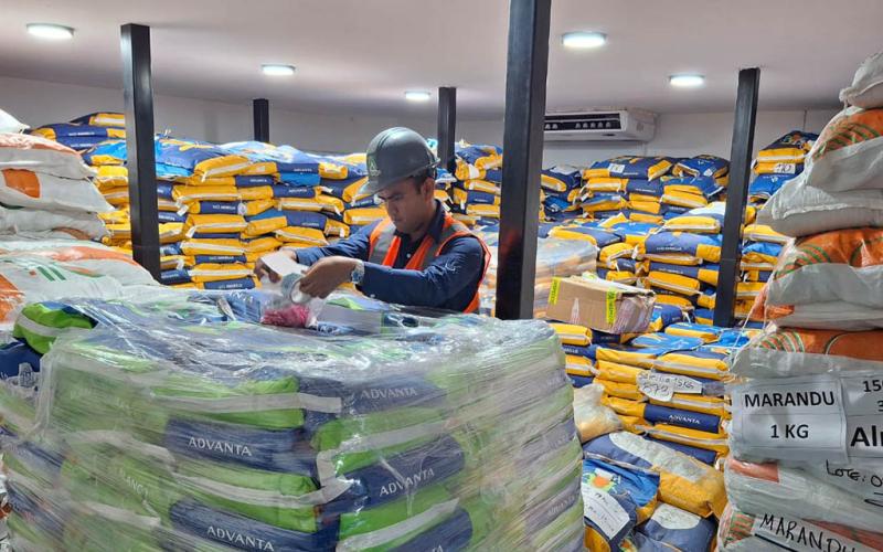 Exportación de semillas ingresan Q78 millones a la economía del país