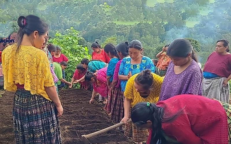 Huertos comunitarios fortalecen seguridad alimentaria en Chisec