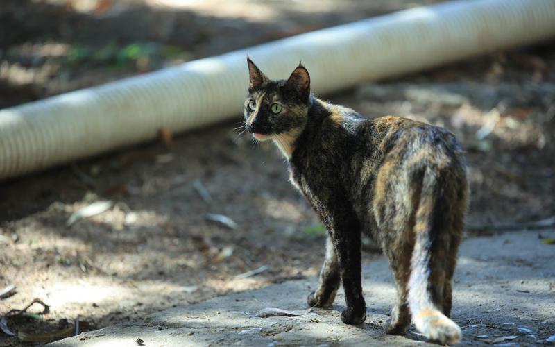 Impulsan fortalecimiento de estrategias para la protección de los animales en Santa Rosa