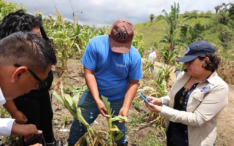 Realizan gira de campo en la zona de Adyacencia para combatir la hormiga loca
