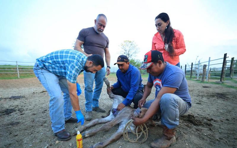 Curación de ombligos en terneros clave para prevenir propagación del Gusano Barrenador del Ganado