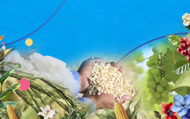 Emitimos 2232 Permisos de Importación de Productos Agrícolas