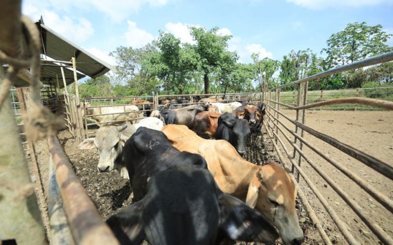 Conozca cómo se trabaja en los puestos de control del Gusano Barrenador del Ganado