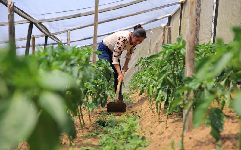 Los sistemas de ambiente controlado mejoran la producción agrícola