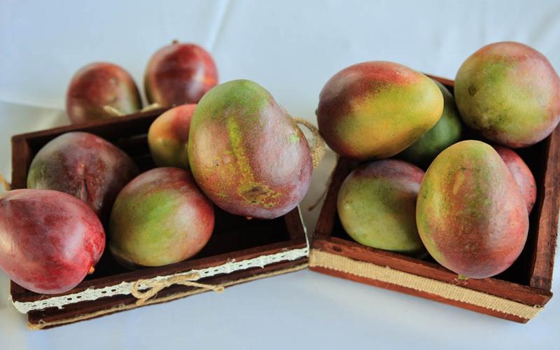 Seguimiento a las acciones que garantizan la exportación de mango hacia los Estados Unidos