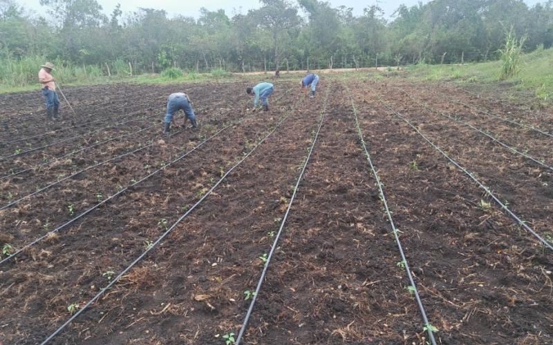 Productores de Santa Ana se benefician con sistema de micro riego