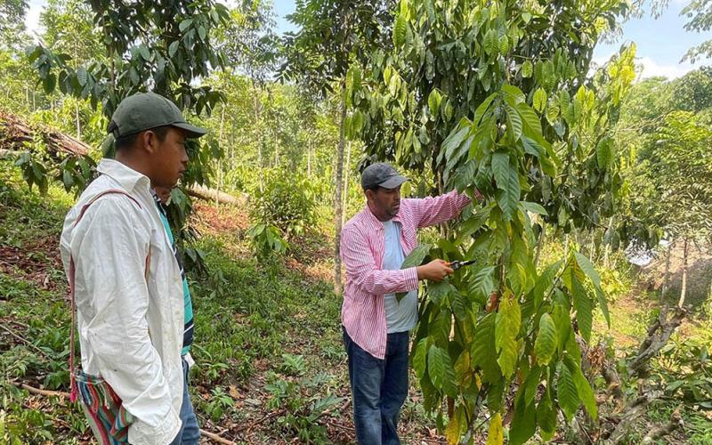 Agricultores de San Luis fortalecen conocimientos en manejo de cacao y cítricos