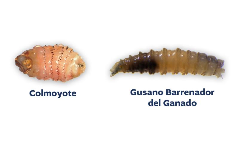 Conozca las diferencias entre el gusano colmoyote y el Gusano Barrenador del Ganado (GBG)