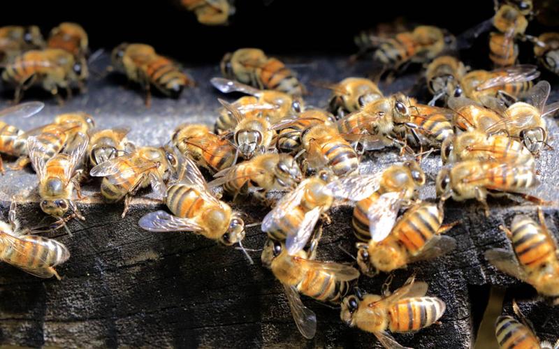 Hemos exportado miel de abeja por más de Q2.2 millones