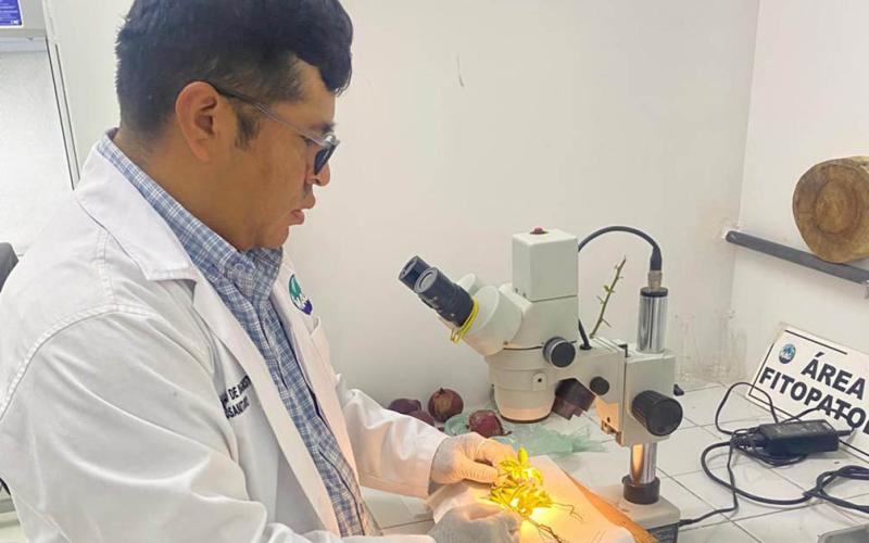 La Sanidad Vegetal la garantizan los diagnósticos de laboratorio 