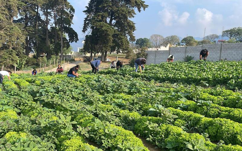 Verifican proyectos para ser elegibles al programa Alimentos por Acciones