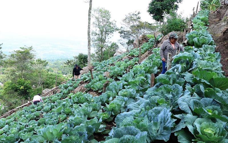 Más allá del maíz: el valor de proteger la agrobiodiversidad