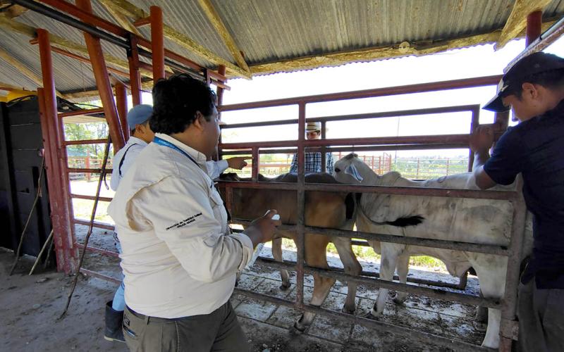 Continúan las acciones de combate y erradicación del Gusano Barrenador del Ganado